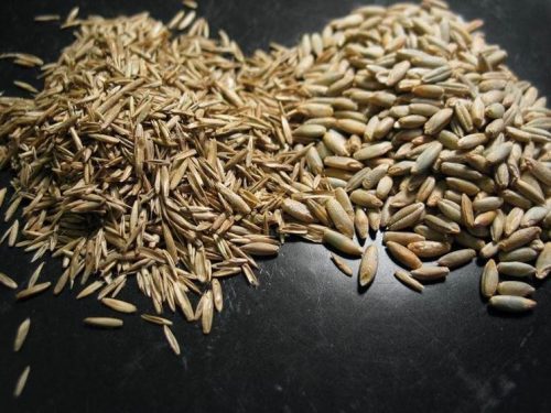 miscuglio di semi per prato residenziale