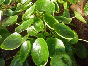 house plants pilea pepeomioides