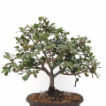 bonsai quercia