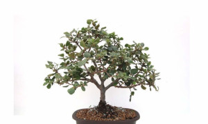 bonsai quercia