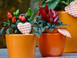 Come coltivare il peperoncino sul balcone di casa propria