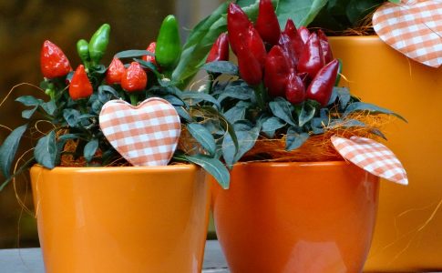 Come coltivare il peperoncino sul balcone di casa propria