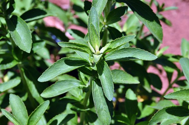 come coltivare stevia naturale