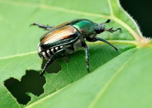insetti da giardino più distruttivi-coleotteri