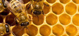 come diventare apicoltore