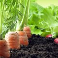come coltivare le carote nell'orto