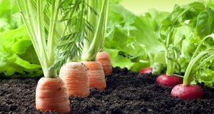 come coltivare le carote nell'orto