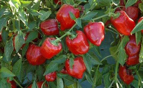 Come coltivare i peperoni