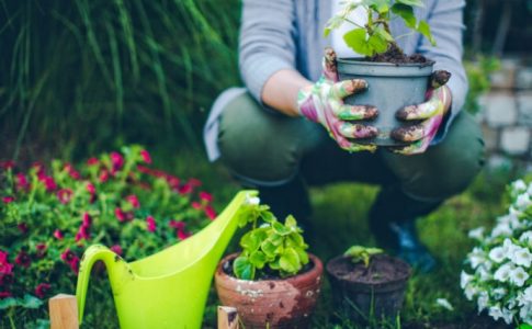 curare il giardino mani