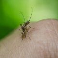 combattere le zanzare