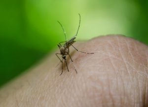 combattere le zanzare