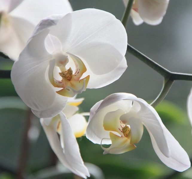 curare orchidea in casa