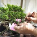 come curare i bonsai