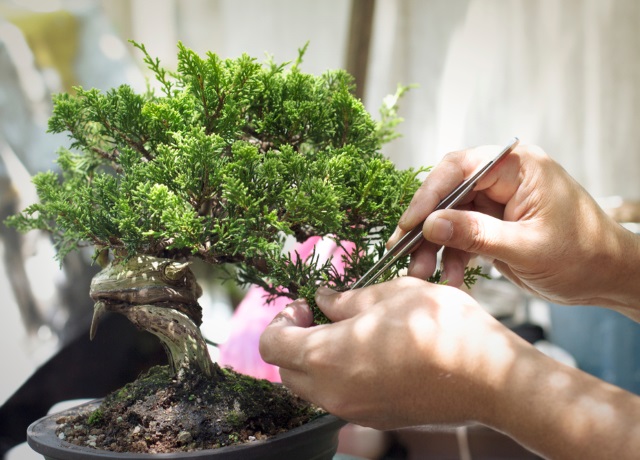 come curare i bonsai